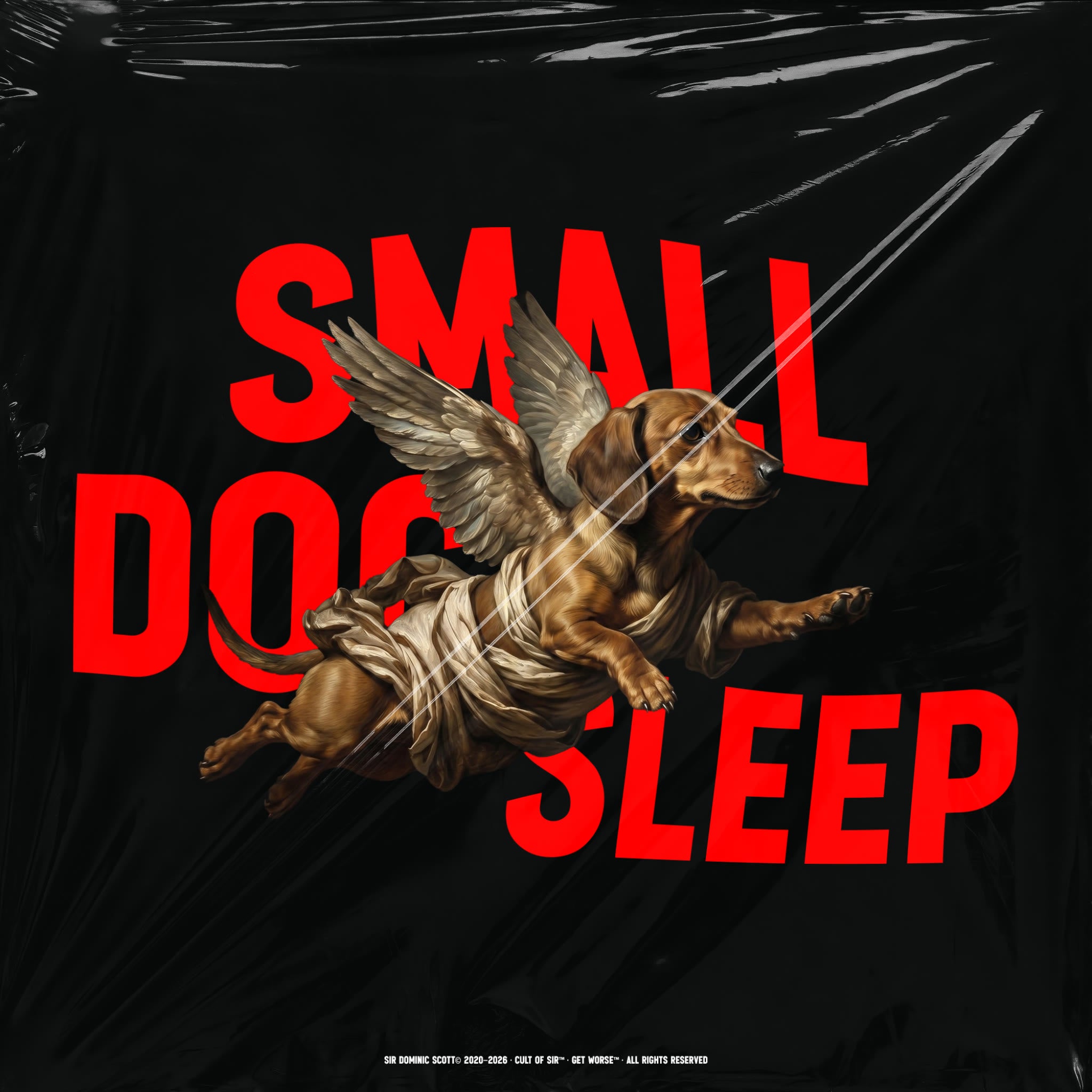 Small Dog Sleep