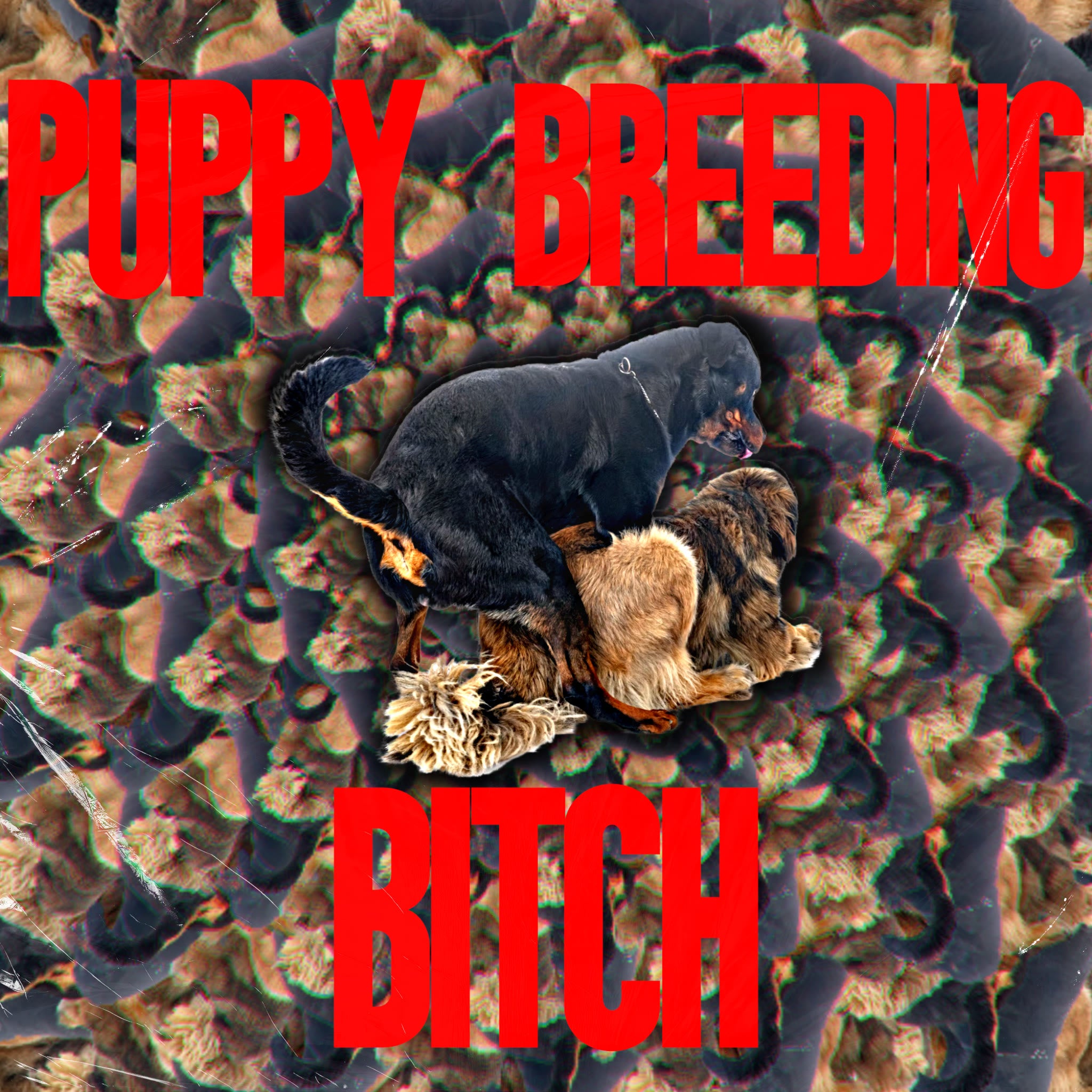 Puppy Breeding Bitch